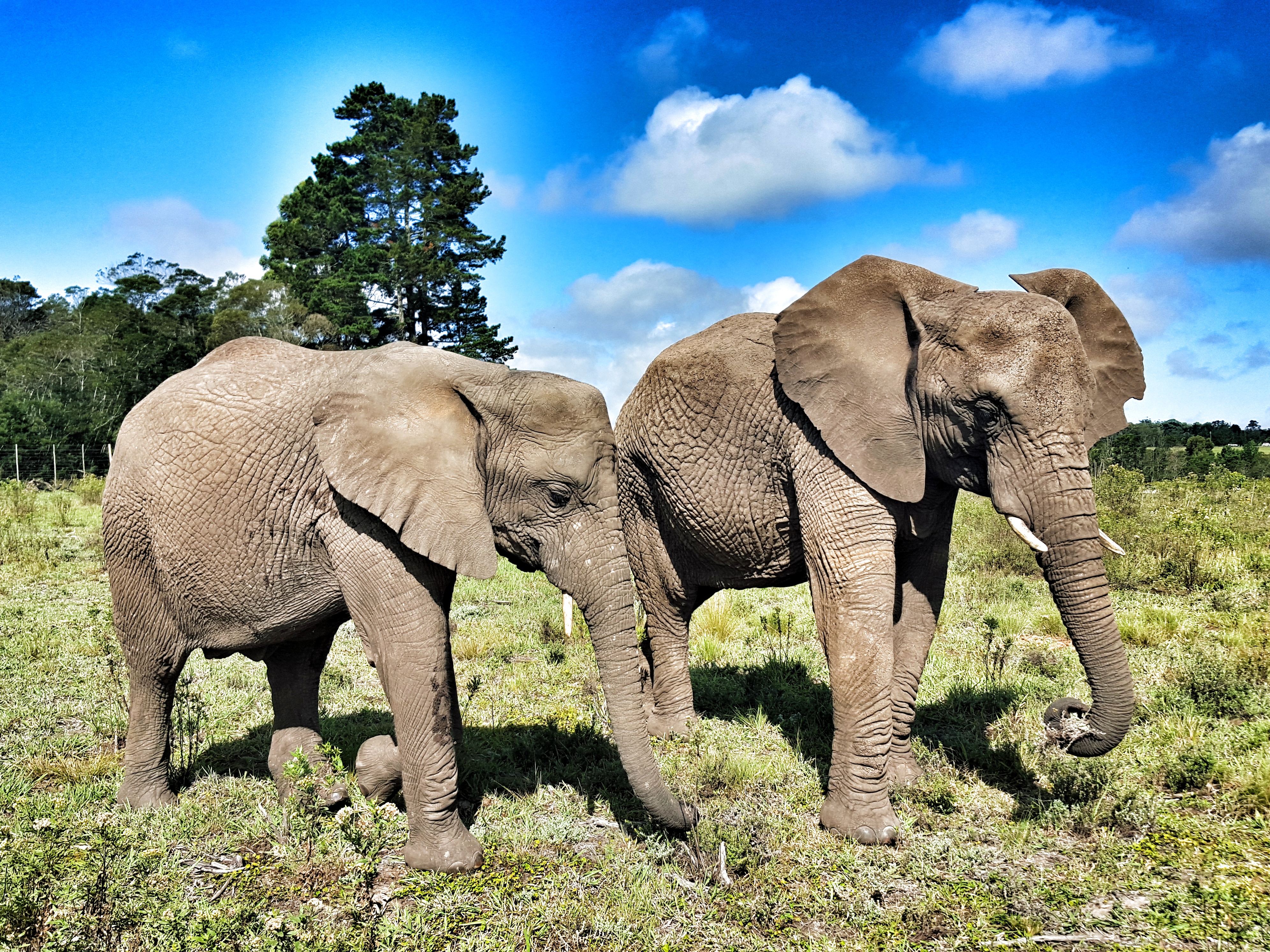 Knysna Elephant Park | Garden Route | South Africa | Roadto197