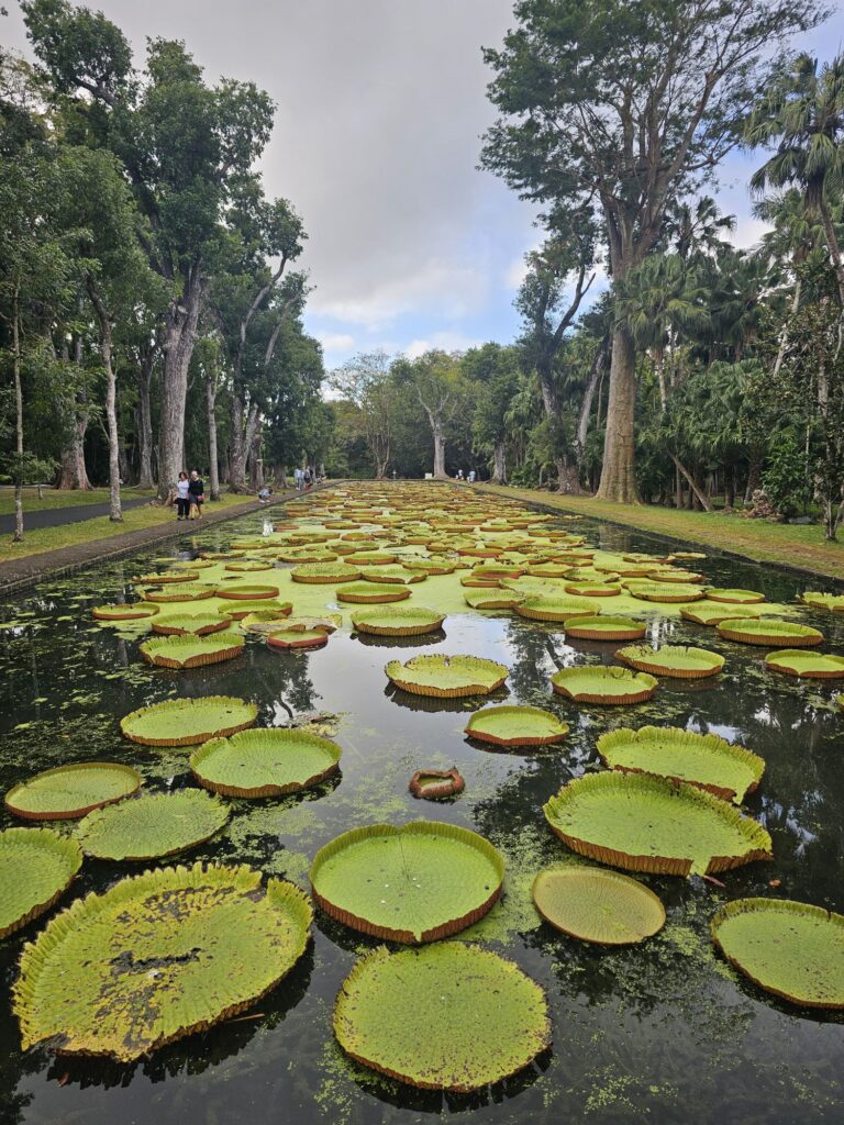 botanical garden mauritius