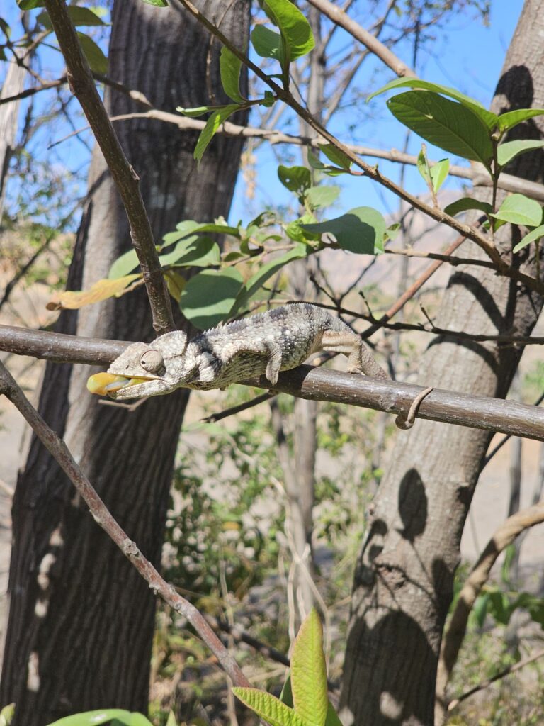 chameleon anja community reserve