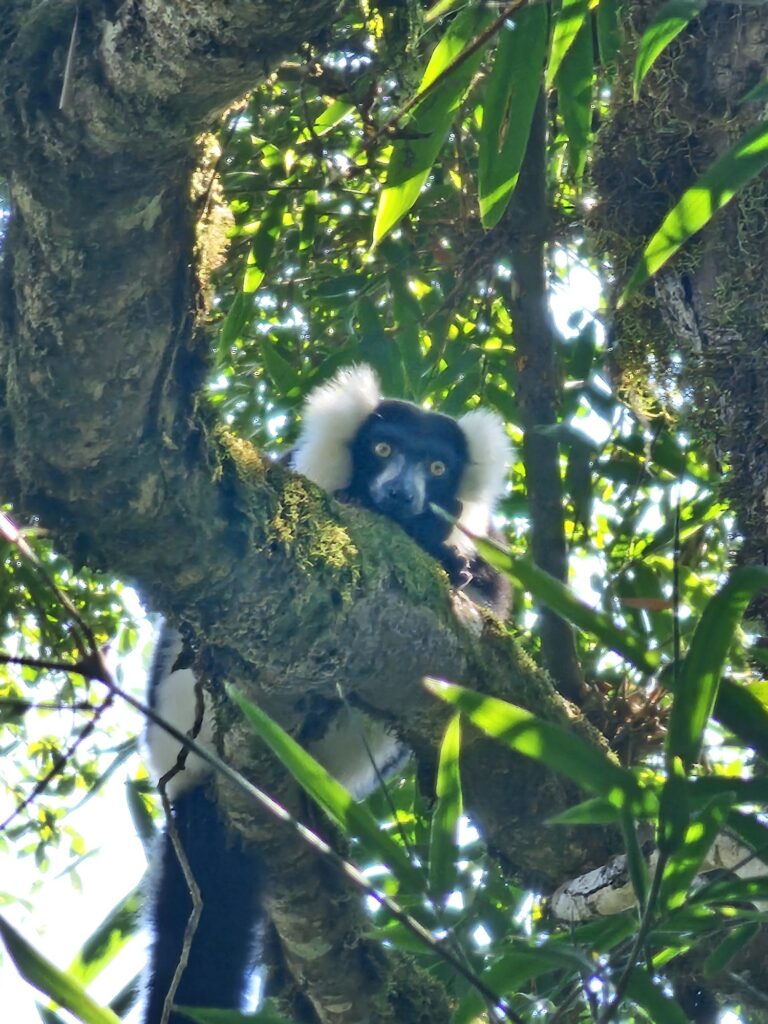 lemur madagascar