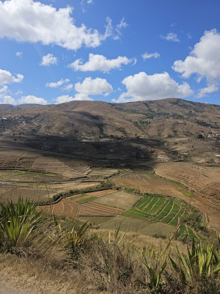 madagascar rice fields