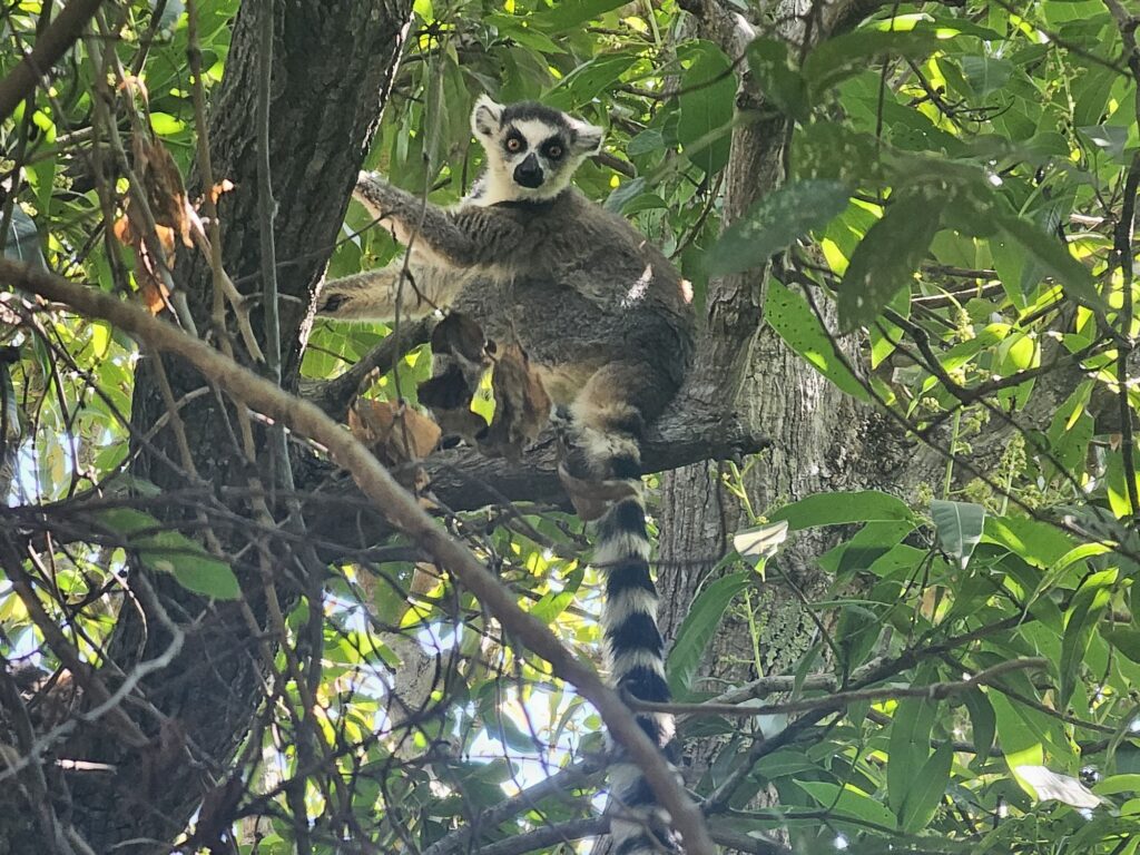 tsaranoro ring-tailed lemur