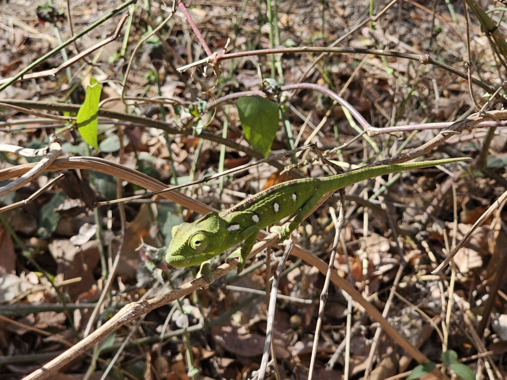 anja community reserve chameleon