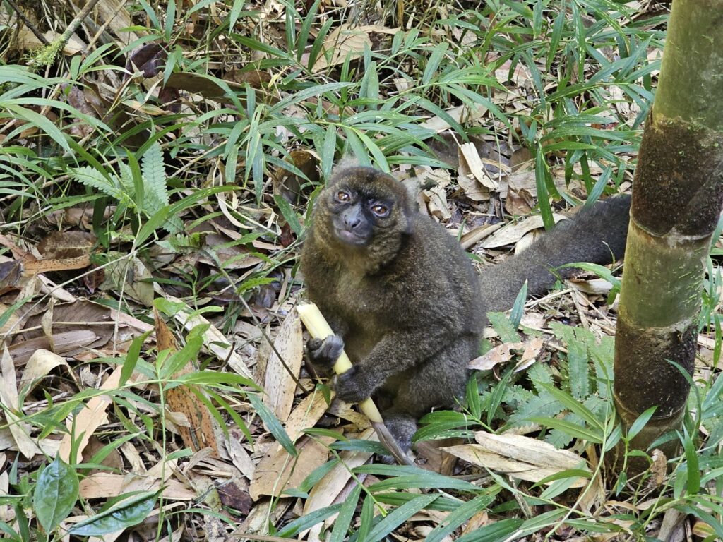 ranomafana lemur