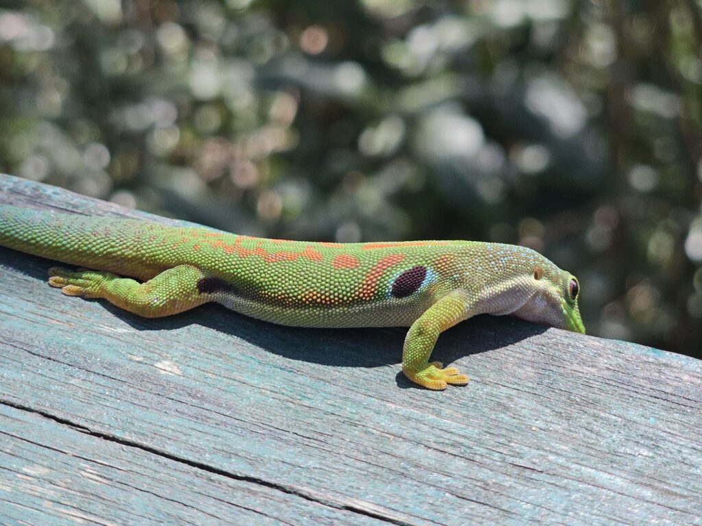 ranomafana gecko