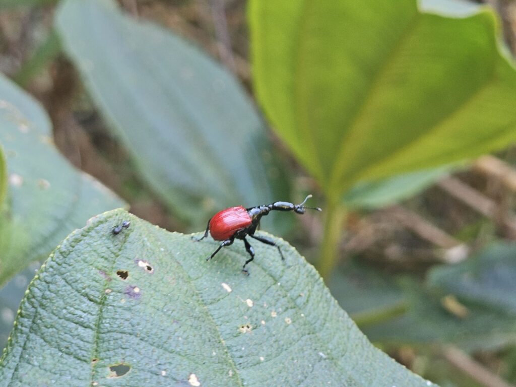 giraffe beetle ranomafana