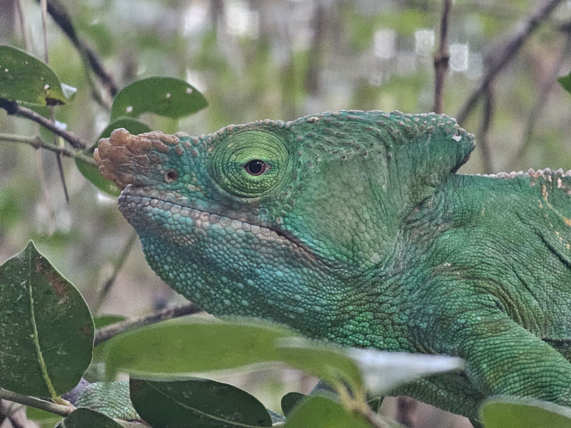 trip report madagascar