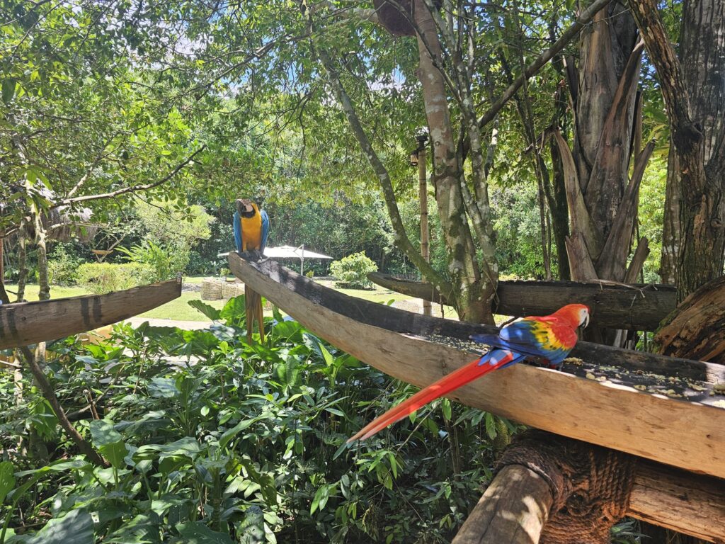 waku lodge parrots